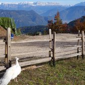 Rainguthof Gfrill Tisens weisser Pfau Bergpanorama Rosengarten Latemar