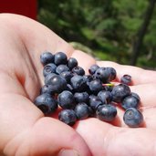 RS Almen Schwarzbeeren Heidelbeeren