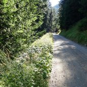 RS Almen Beginn Wanderweg Forststrasse