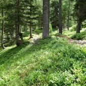 RS Almen Waldweg Richtung Spitzner Alm