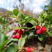 RS Almen Preiselbeeren Granten