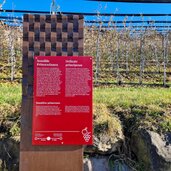 Wein und Apfelweg Schenna