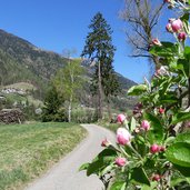 obstbluete unteres passeiertal fruehling