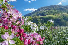 apfelbluete bei partschins befruchtungsbaum