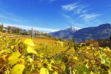 herbst bei lana weinreben und blick auf ifinger