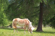 jenesien moelten haflinger pferde