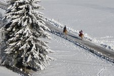 winter haflinger pferde reiten