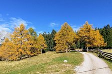 herbstwald hafling falzeben laerchenwald