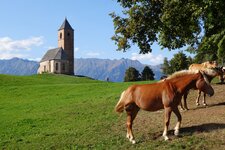 st kathrein bei hafling und haflinger zucht pferde