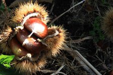 Bozen Jenesien Herbst Kastanienigel