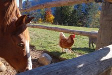 Rainguthof Gfrill Tisens Pferd Henne Schwein