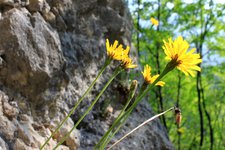 klettergarten jo