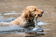 golden retriever hund wasser schwimmen Didgeman pixabay cc publicdomain