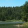 felixer weiher tretsee hund am wasser