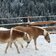 haflinger pferde schnee winter