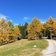 herbstwald hafling falzeben laerchenwald