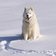 Hund Schnee Husky frederic poglio pixabay cc publicdomain