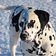 Hund Schnee aljonushka pixabay cc publicdomain