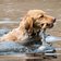 golden retriever hund wasser schwimmen Didgeman pixabay cc publicdomain