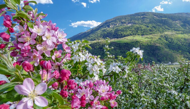 apfelbluete bei partschins befruchtungsbaum