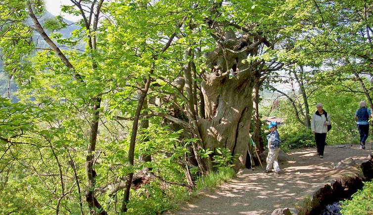 algunder waalweg roggia di lagundo