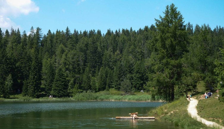 felixer weiher tretsee hund am wasser