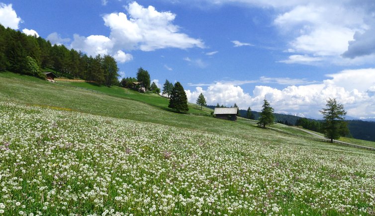 hafling leadner alm almenrunde