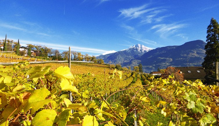 herbst bei lana weinreben und blick auf ifinger