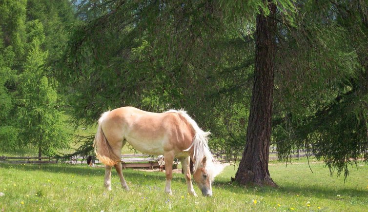 jenesien moelten haflinger pferde