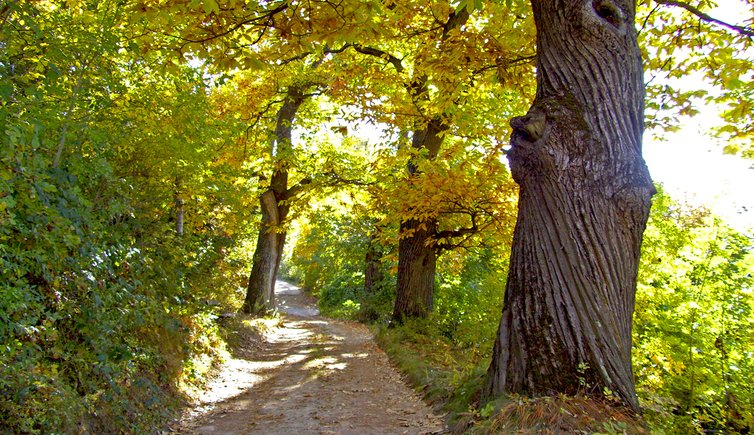 kastanienweg bx