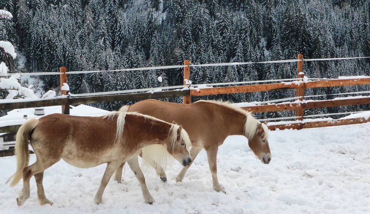 haflinger pferde schnee winter