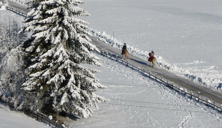 winter haflinger pferde reiten