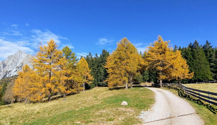 herbstwald hafling falzeben laerchenwald