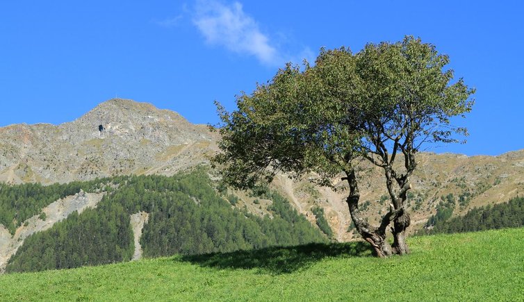 Ultental Walburg Berge Suedtirol