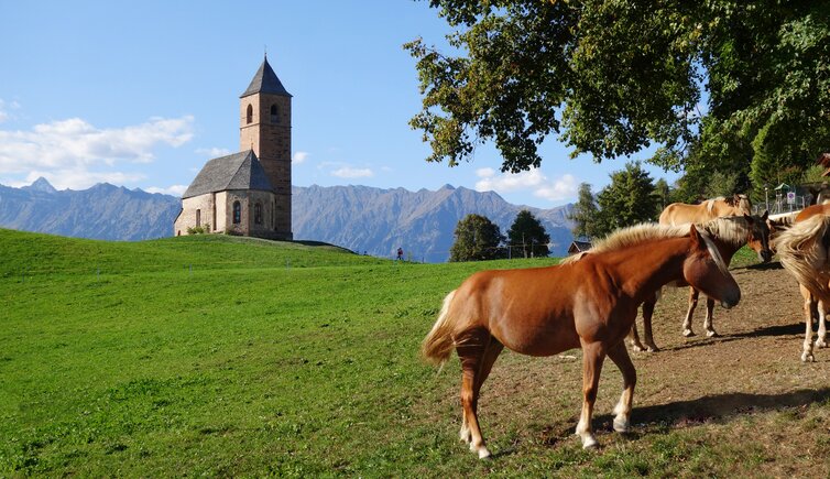 st kathrein bei hafling und haflinger zucht pferde