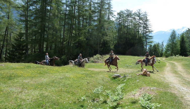 wiesen galopp reiter pferde