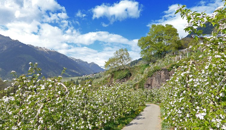 weg b bei labers meran apfelbluete