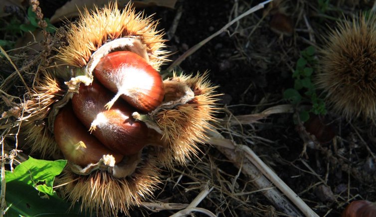 Bozen Jenesien Herbst Kastanienigel