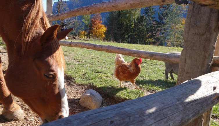 Rainguthof Gfrill Tisens Pferd Henne Schwein