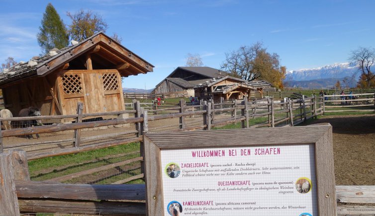 Rainguthof Gfrill Tisens Schild Willkommen bei den Schafen