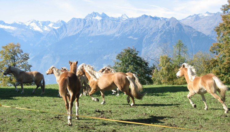 Hafling Haflinger