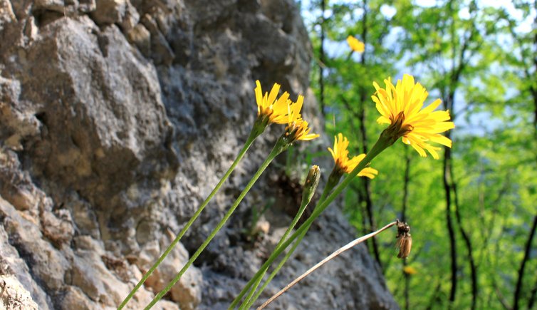 klettergarten jo