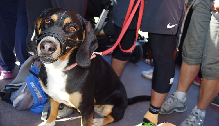 AP Hund Leine Seilbahn Verkehrsmittel