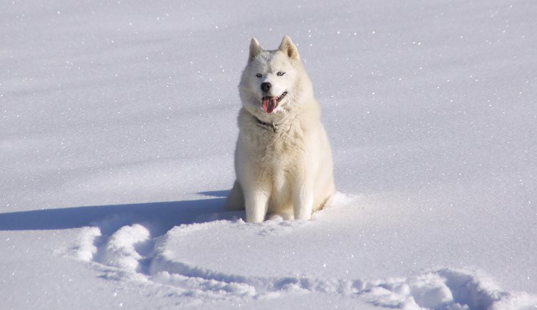 Hund Schnee Husky frederic poglio pixabay cc publicdomain
