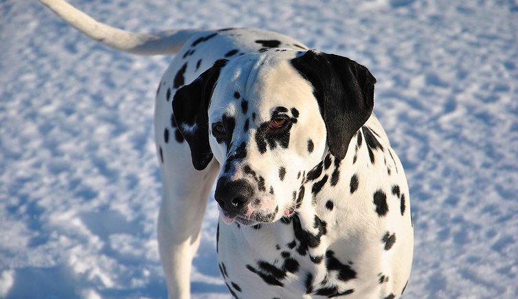 Hund Schnee aljonushka pixabay cc publicdomain