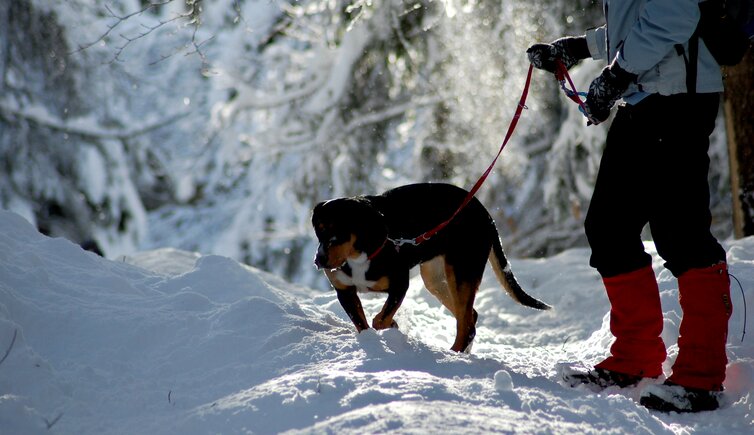 Winter hiking with dogs hotsell