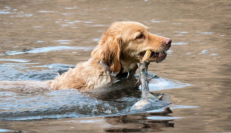 golden retriever hund wasser schwimmen Didgeman pixabay cc publicdomain